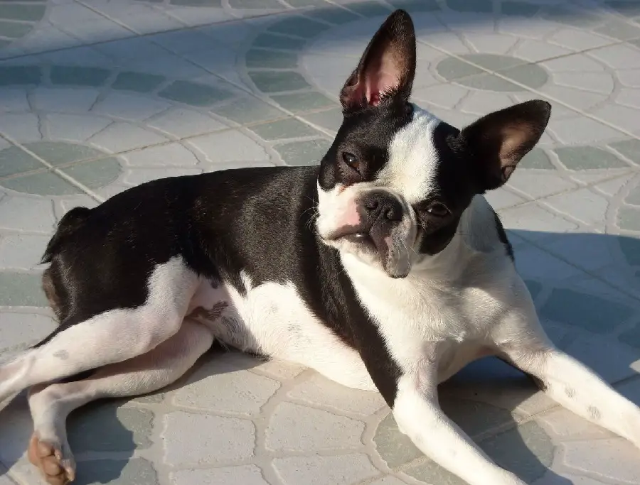 Boston Terrier