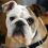 Dog breeds that start with B