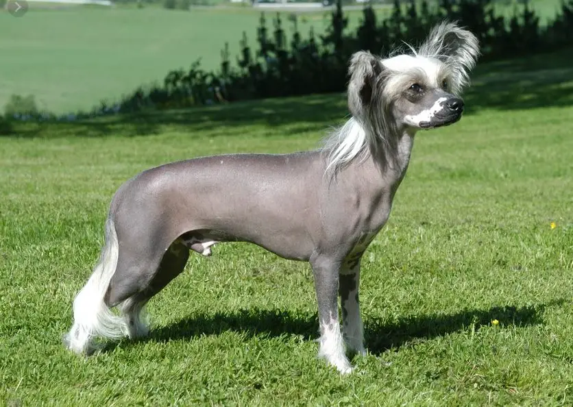 Dog breeds that start with C - BeeDogs.com