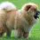 Dog breeds that start with C