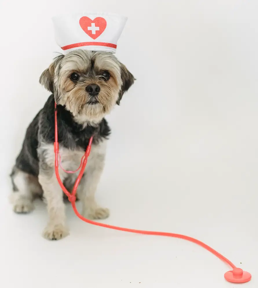 First Aid Treatment for your pet