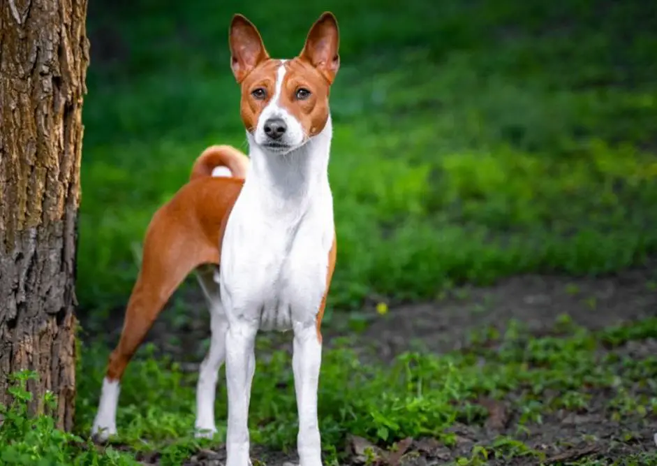 Top 10 Hound Dog Breeds