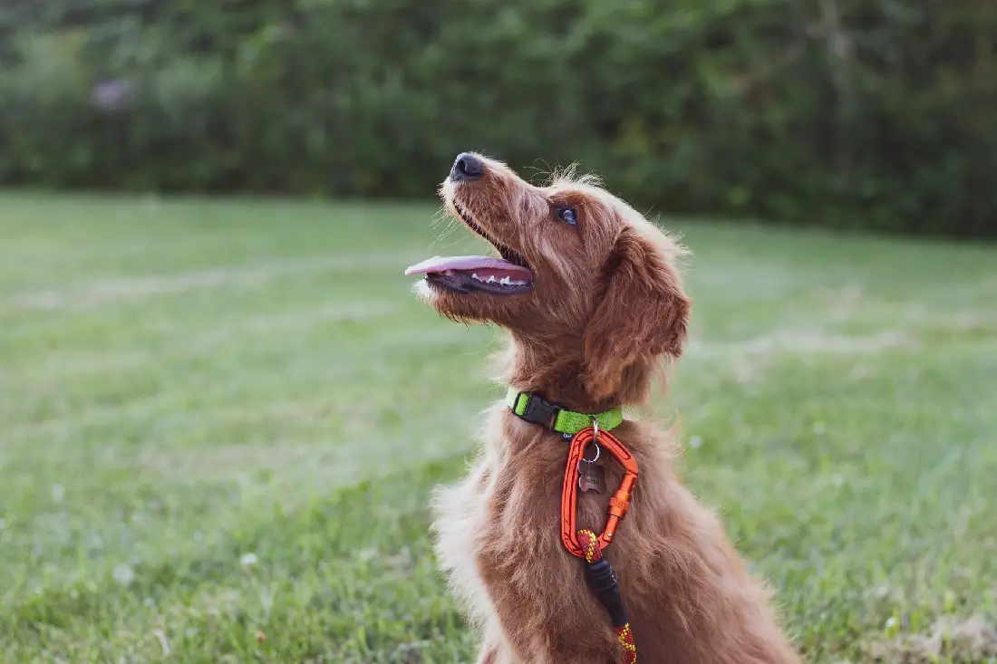 Trail Dog Grub Recipe