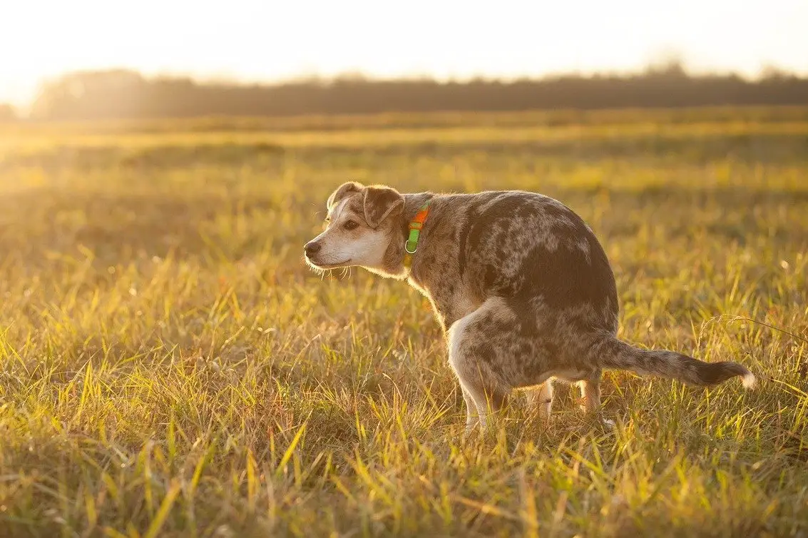 Train your dog to urinate and defecate in a designated place