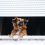 How to Train a Watchdog