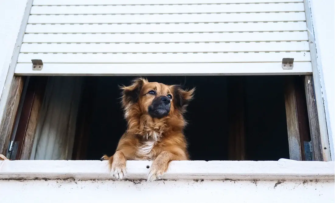 dog watcher