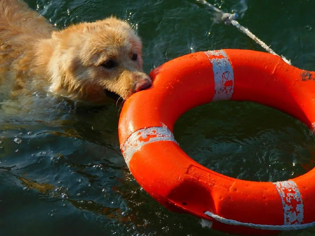 How to Train your dog to rescue a drowning man
