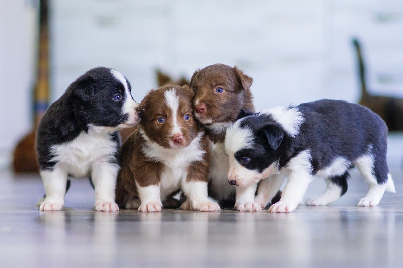 Dog breeding for beginners