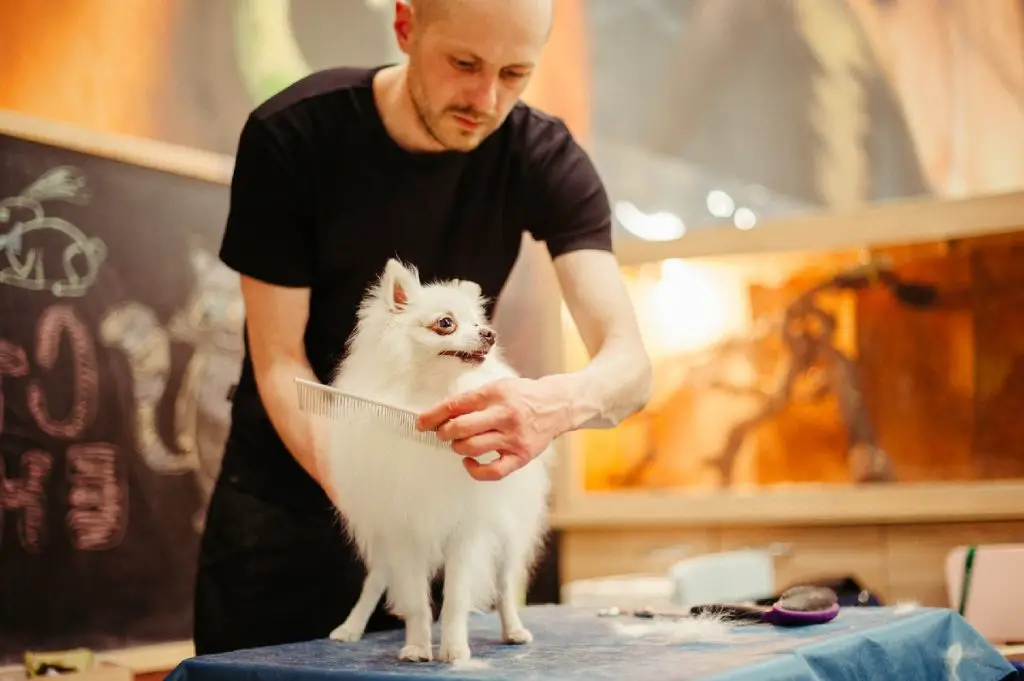 Dog Grooming - How to Groom a Dog? - BeeDogs.com