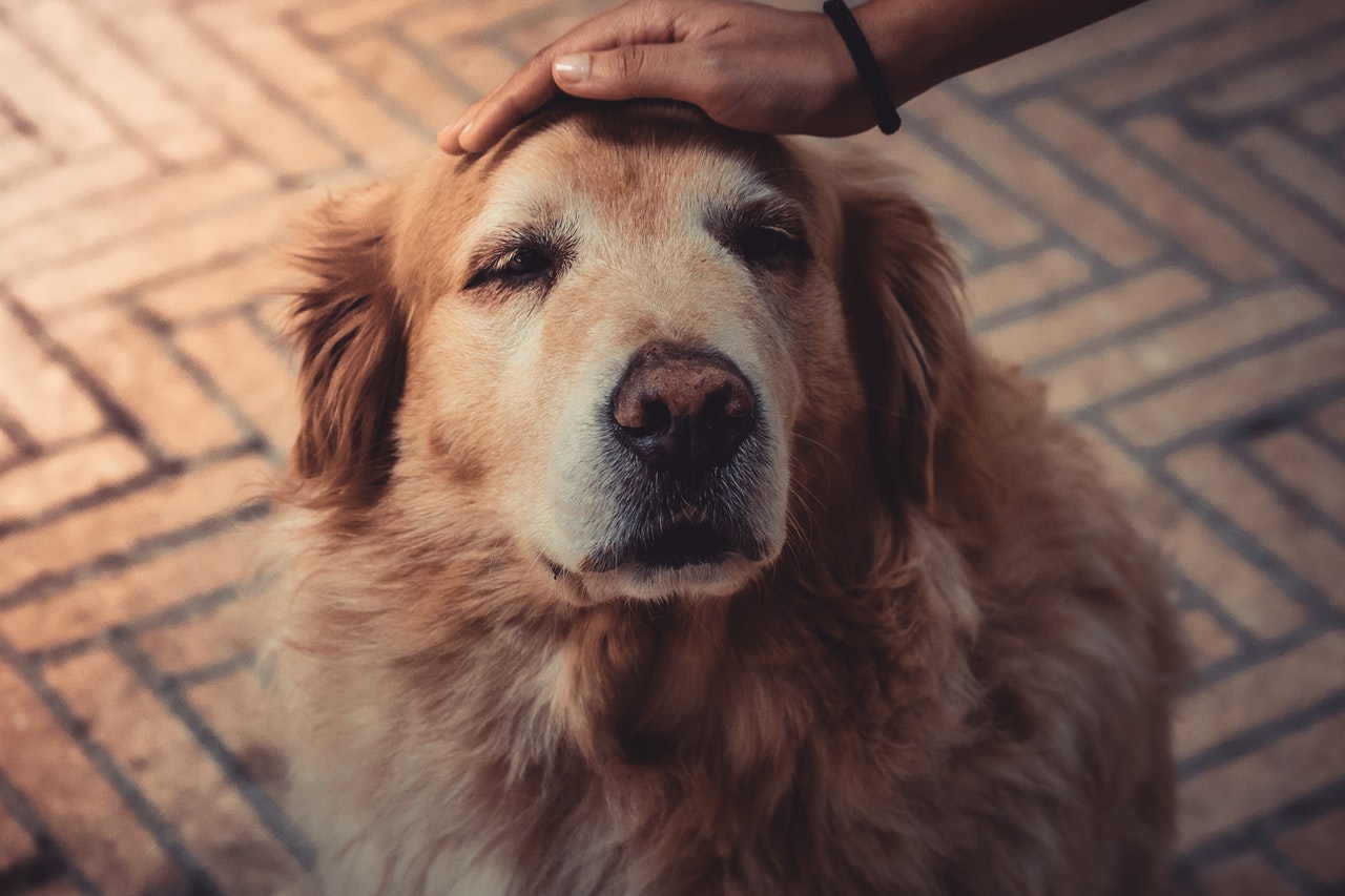 Dog Diabetes and the Aging Dog