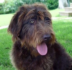 Labradoodle Breed Information