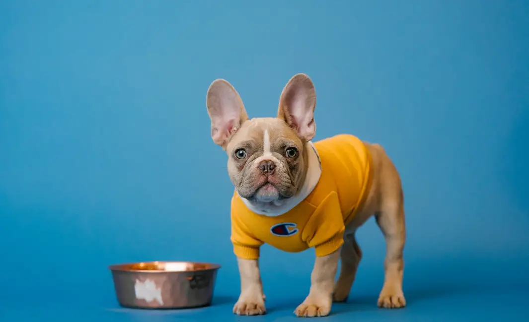 The Important Nutrients in Dog Food