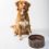 Turkey Dog Food Recipe for Your Dog with Allergies