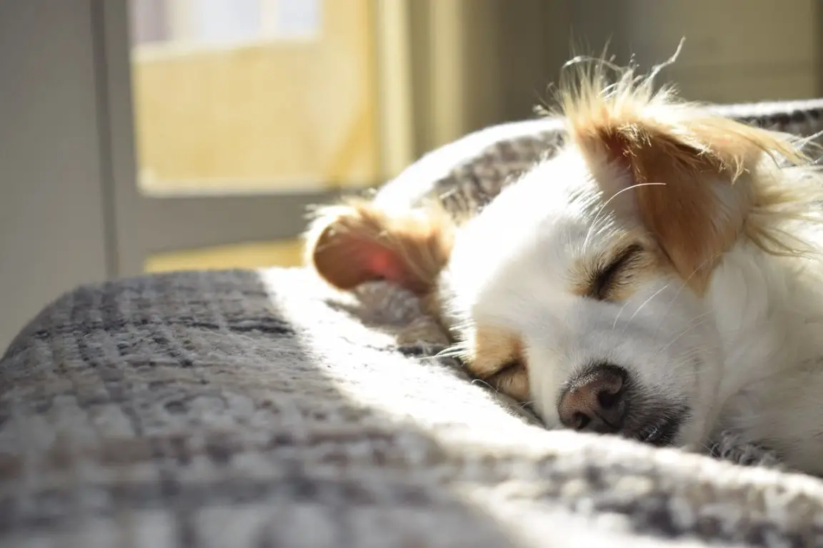 5 effective ways to protect your dog from a canine uti