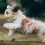 Polish lowland sheepdog puppy and dog information
