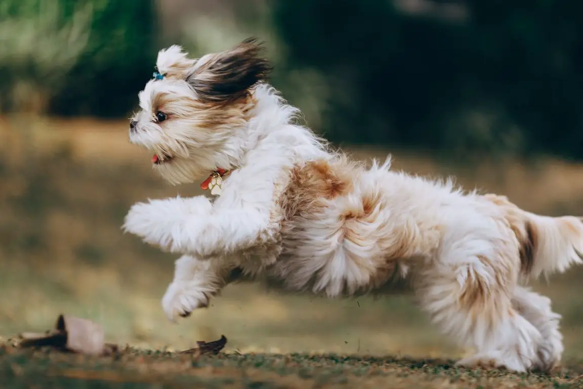 3 reasons why little dogs need to go for a daily walk