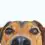 Sealyham terrier puppy and dog information