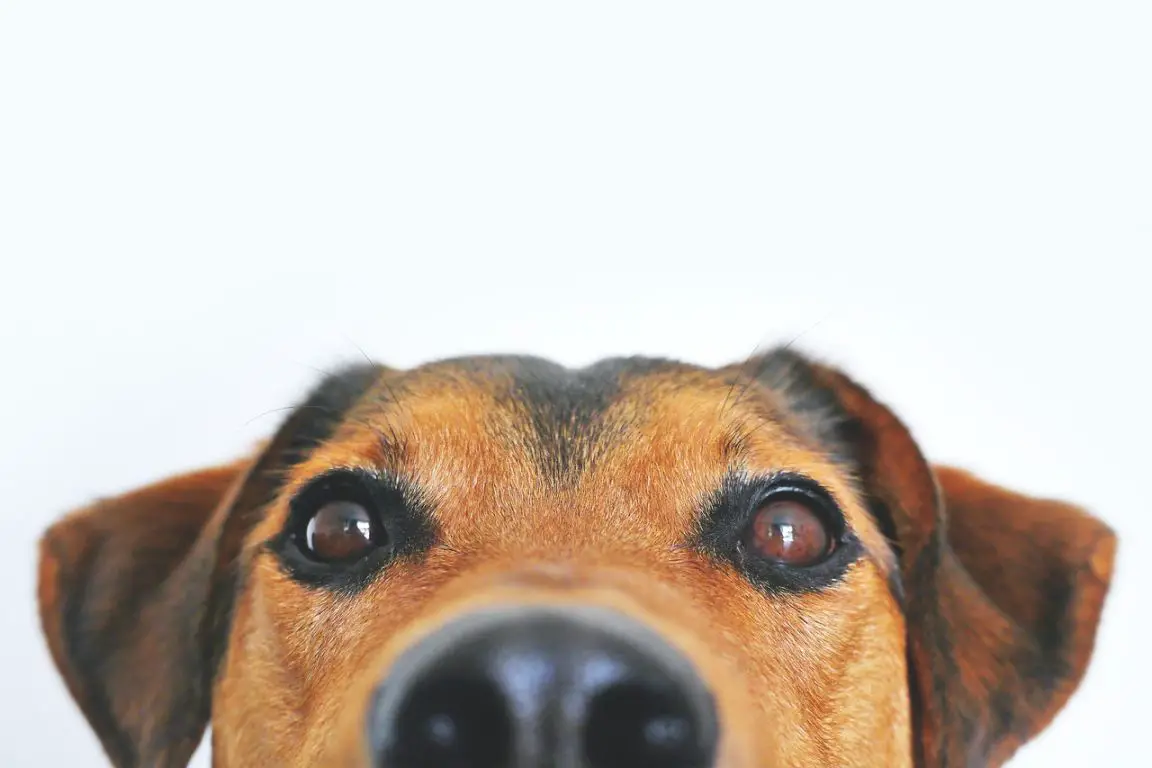 Eye on your dogs health, ear infections