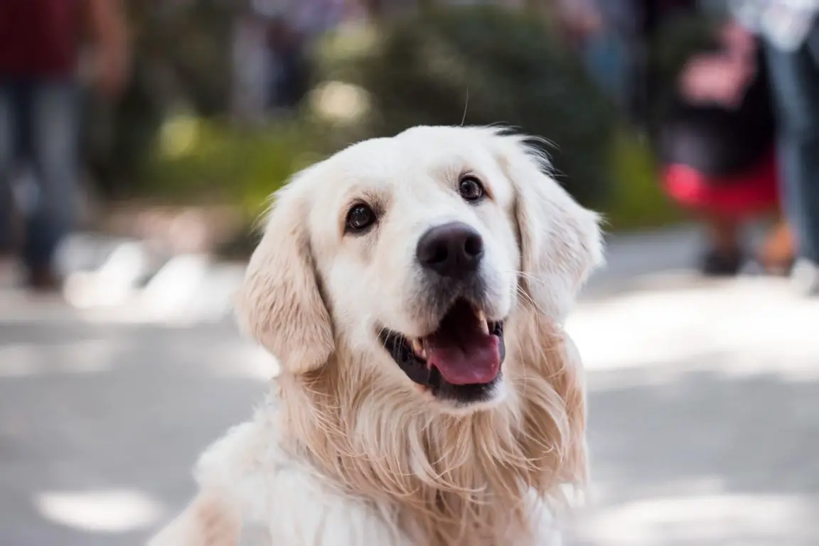 Glucosamine for dog arthritis, is it safe