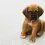 Is an affenpinscher puppy the right choice for me and my family