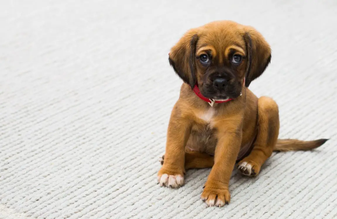 Finding a vet for your new puppy