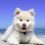 Shetland sheepdog puppy and dog information