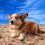 Norwegian elkhound puppy and dog information