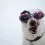 Irish water spaniel puppy and dog information