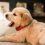 Finnish spitz puppy and dog information