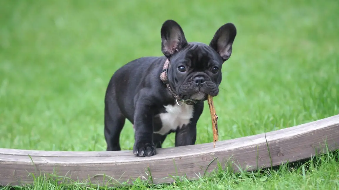 Eating poop is a potential health issue, but you can still keep your dog healthy