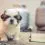 Meet the elegant, intelligent toy poodle dog breed