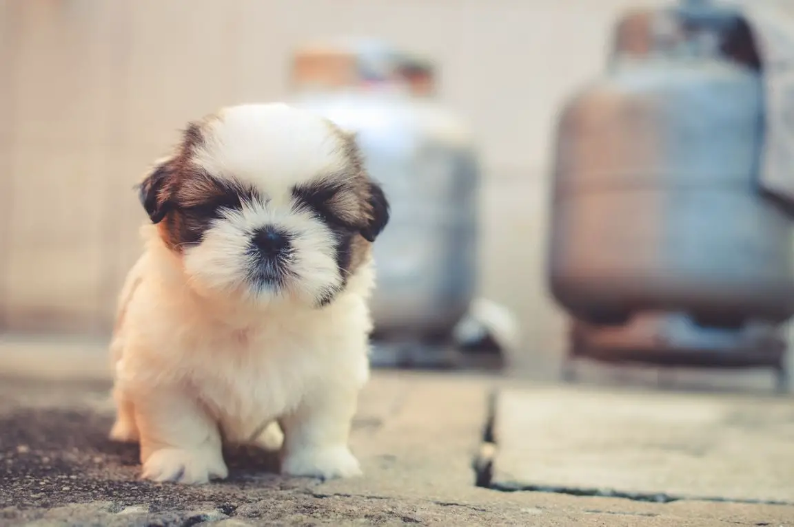 Expectations with the birth of your dogs puppies