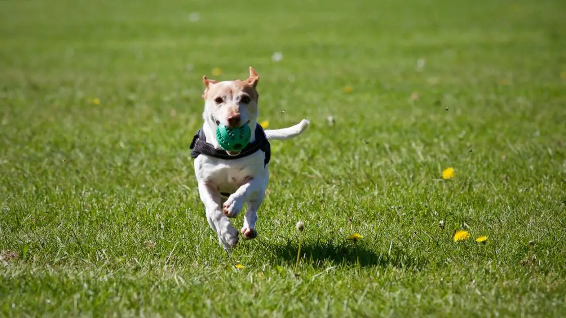 Good food and good exercise make for a healthy dog