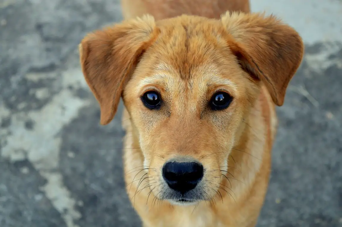 Lowchen puppy and dog information
