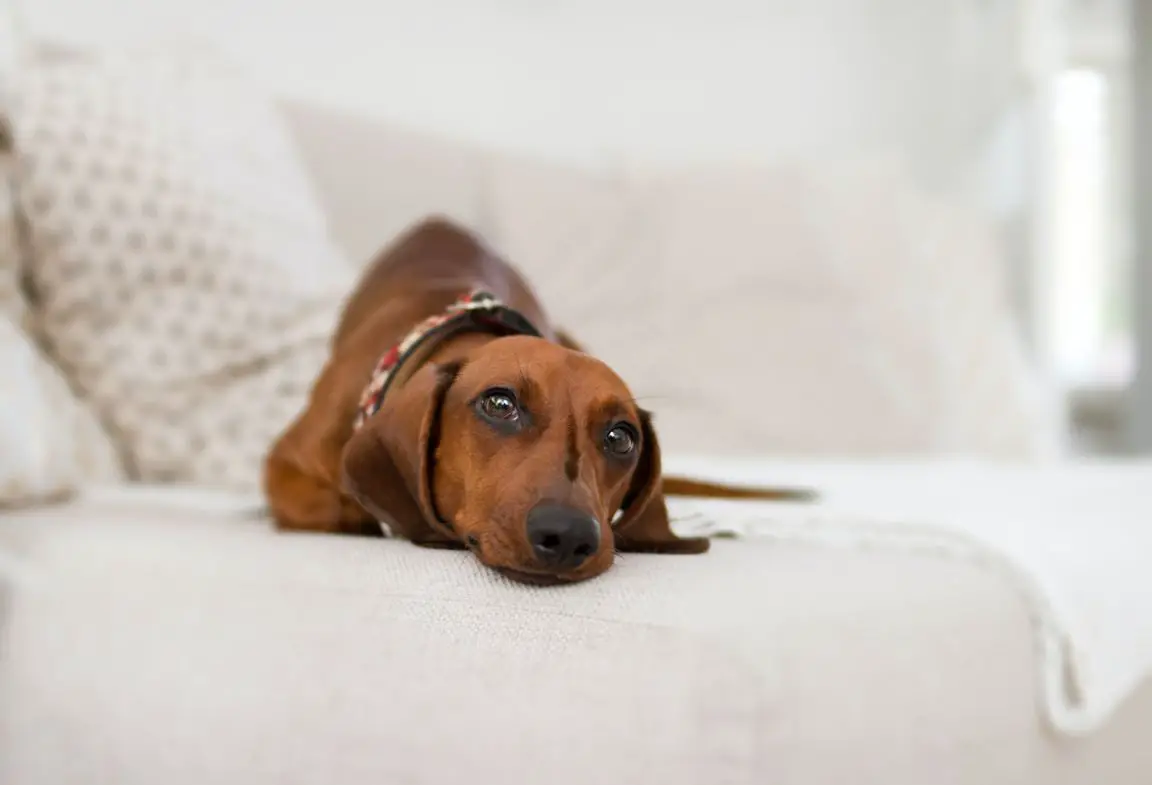 Five common causes of dog kidney failure