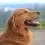 Jack russell terrier, tv star & hunter