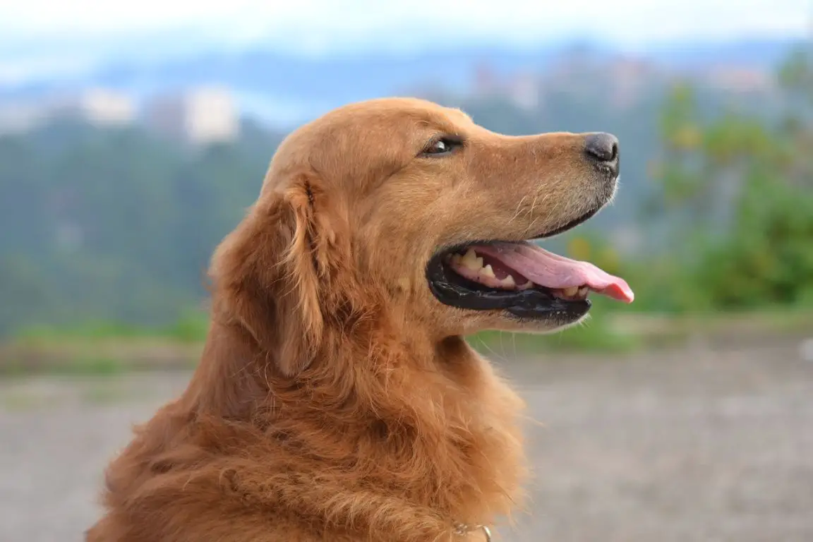 Allergies in dogs, organic and natural food can help
