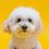 Pekingese puppy and dog information