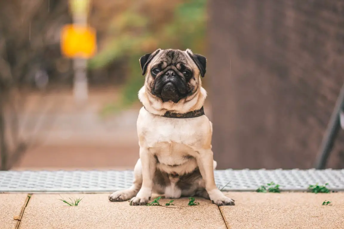 An owners guide to scabies in dogs