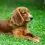 Dandie dinmont terrier puppy and dog information