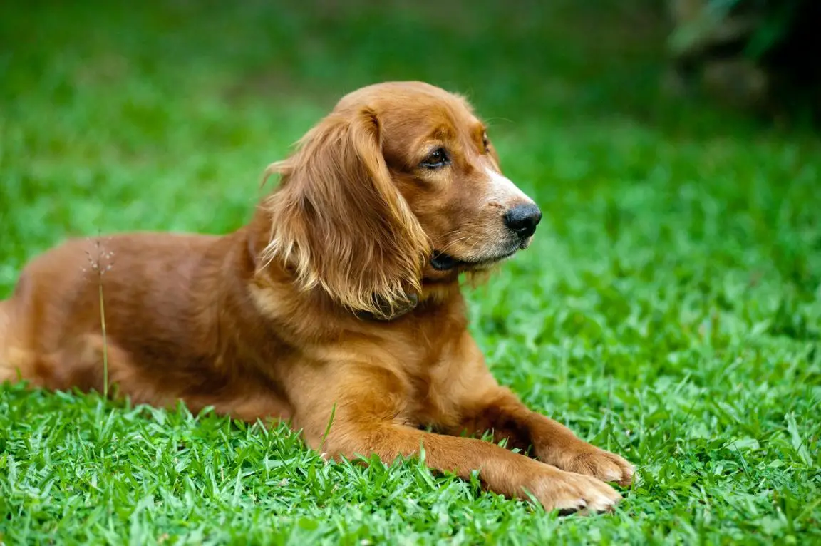 The four main types of dog food for your labrador retriever