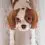 English setter puppy and dog information
