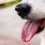 Is your pets food the cause of its allergies the newest studies…