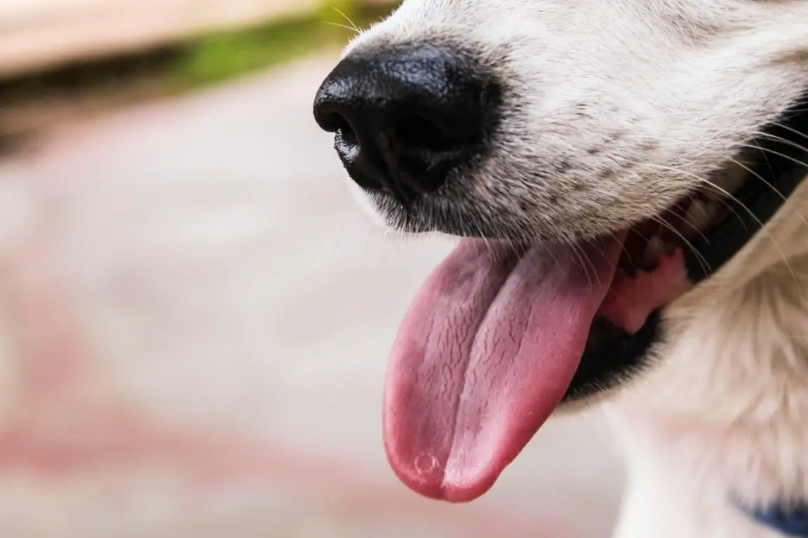 The secret to dealing with whining dogs