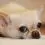Samoyed puppy and dog information