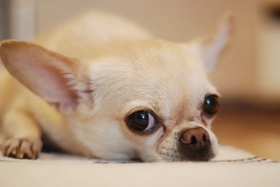 Common mistakes made by chihuahua owners