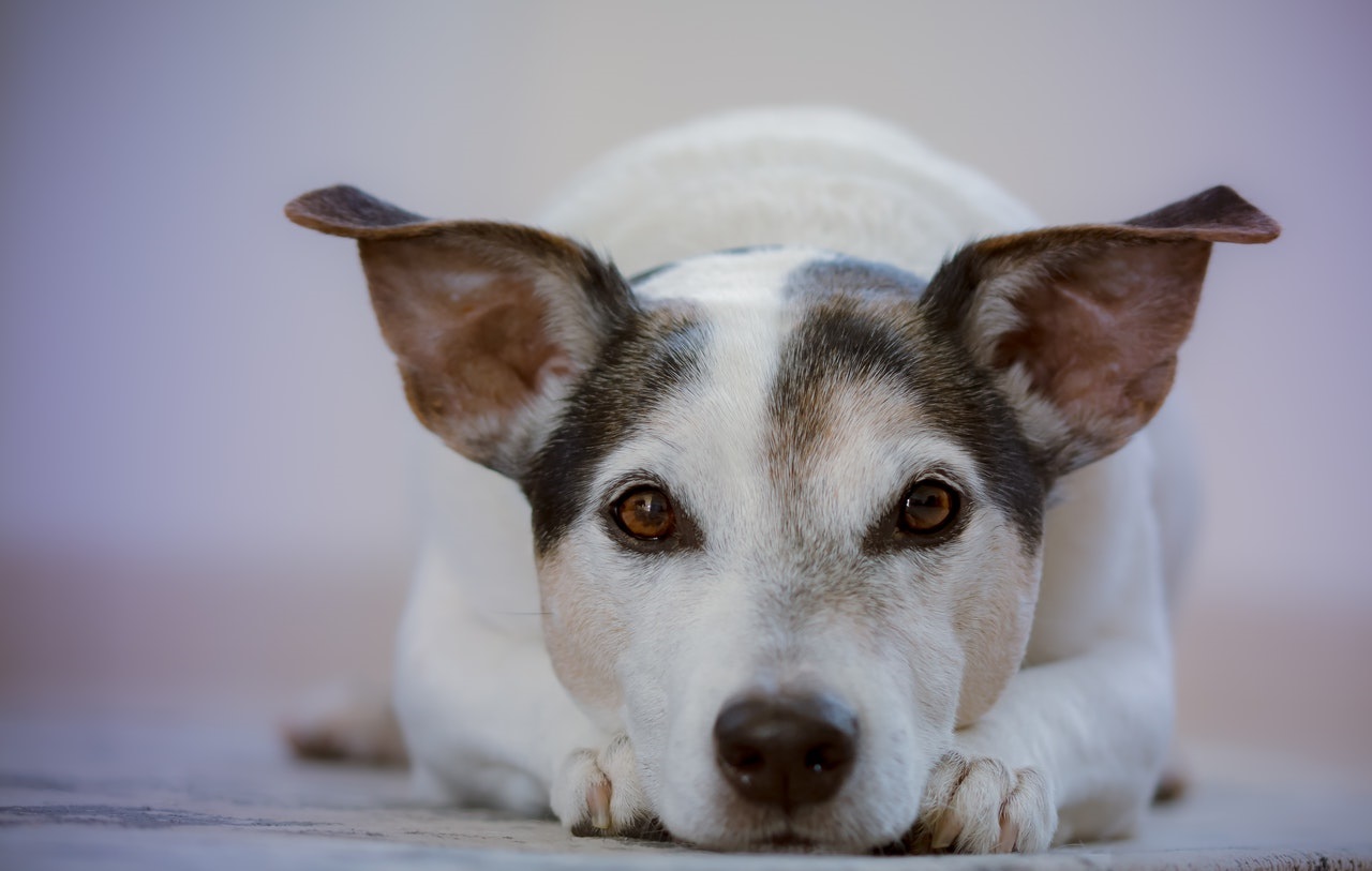 Moving Tips: Don’t let pets wander when moving in